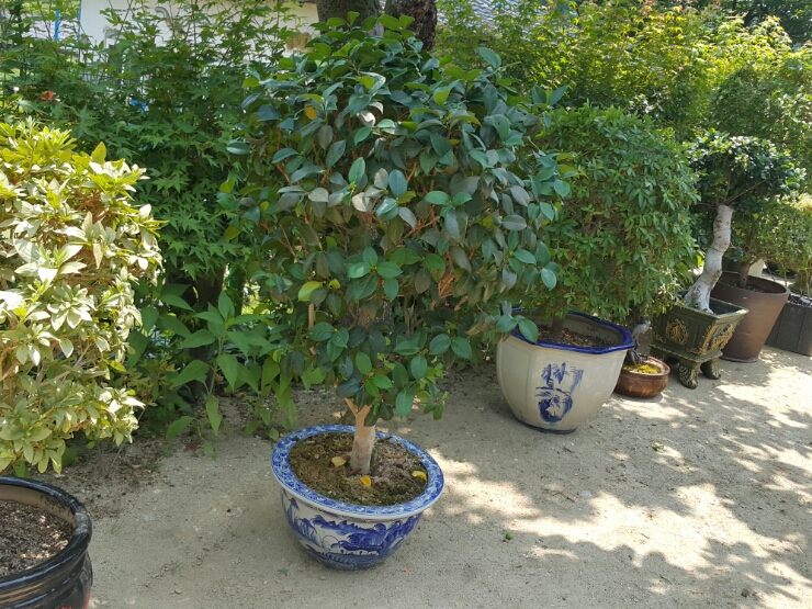  대전화물/화분이사