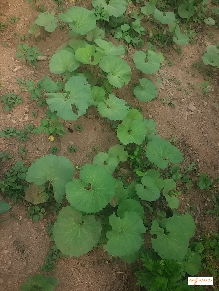산골농부의 오늘 텃밭의 모습입니다/산골이야기
