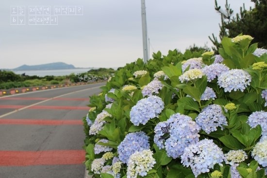  종달리 수국길