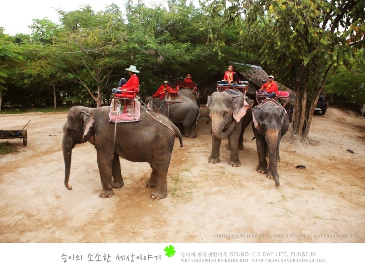 태국여행, 황금사원에서 코끼리타기체험까지! 코끼리트래킹 강력추천!