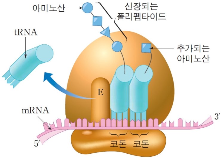 리보솜 Ribosomal protein