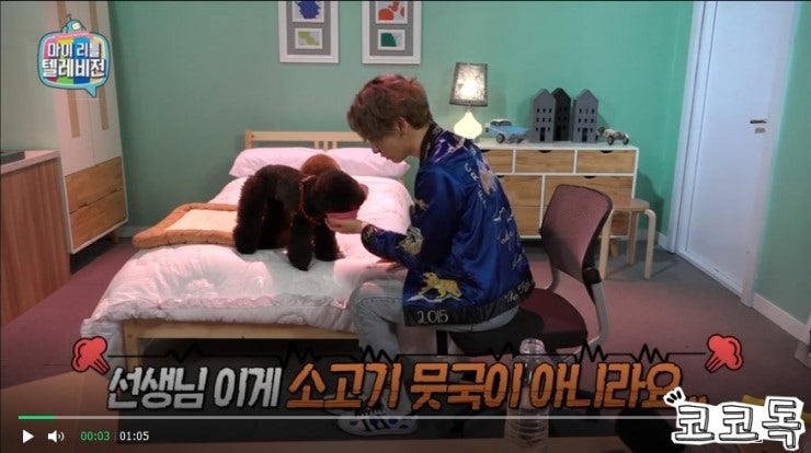 SHINee Key's Dogs on My Little Television: Apricot Poodles and Brown Poodles (Gangdong-gu Dog Info)