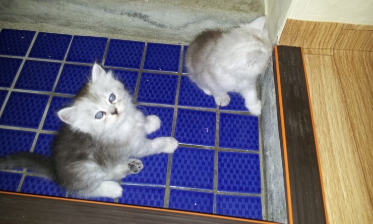  고양이 모래 들어가 막힌 구미 황상동 변기 뚫음 했네요.