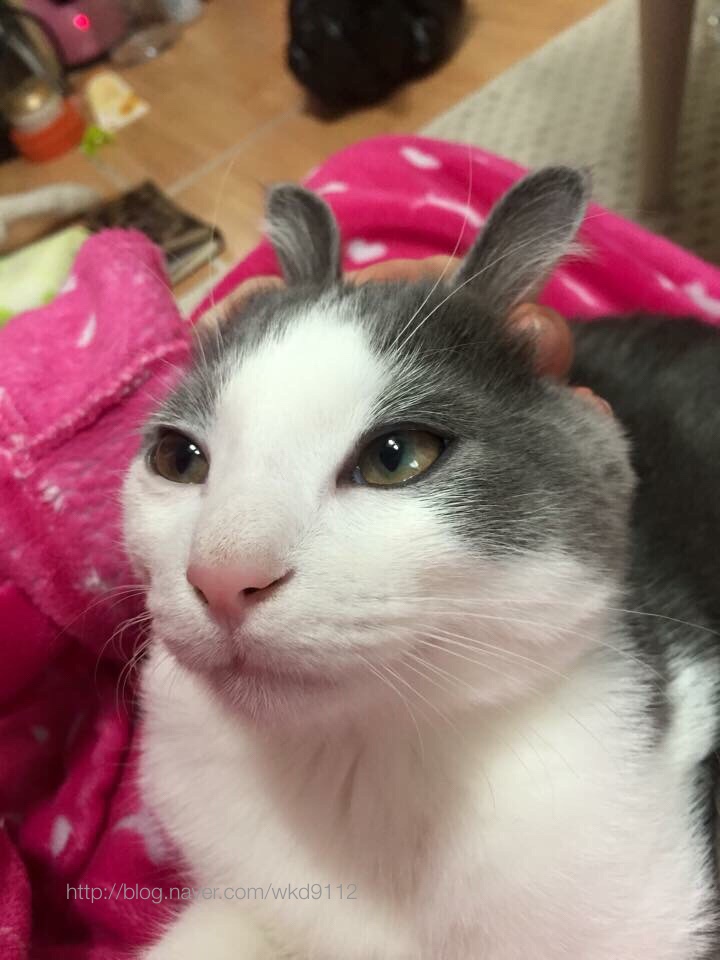  내가바로 토끼고양이