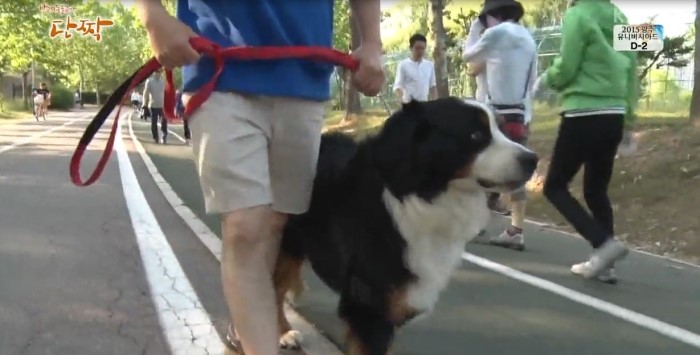  러프웨어(Ruffwear) : KBS 반려동물극장 단짝,핵존심 대 개존심 양선일&보그