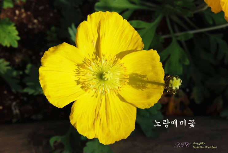 노란색꽃의 종류와 이름 172종 (추가분 15종포함) : 네이버 블로그