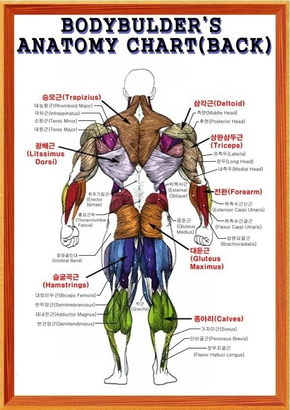 벌크업 건강 용어에 대한 Lloyd의 정의