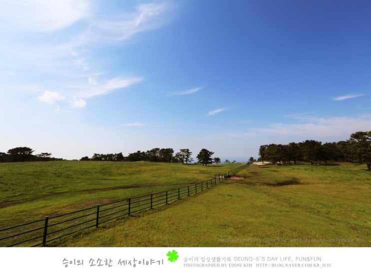  제주도 마방목지, 제주도 사진찍기 좋은 곳으로 추천합니다! 제주마방목지에서 놀자!