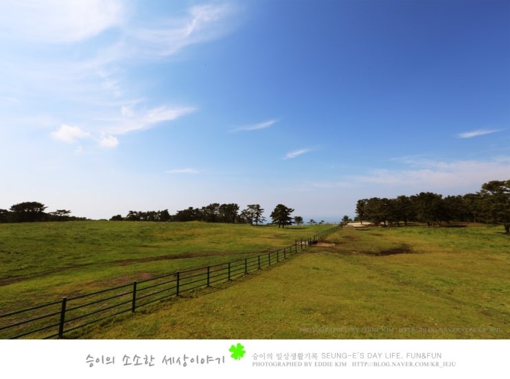 제주도 마방목지, 제주도 사진찍기 좋은 곳으로 추천합니다! 제주마방목지에서 놀자!