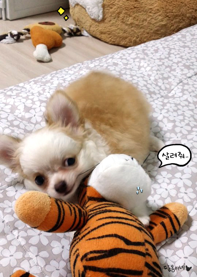  [장모치와와] 새로운 가족품으로 간 라임