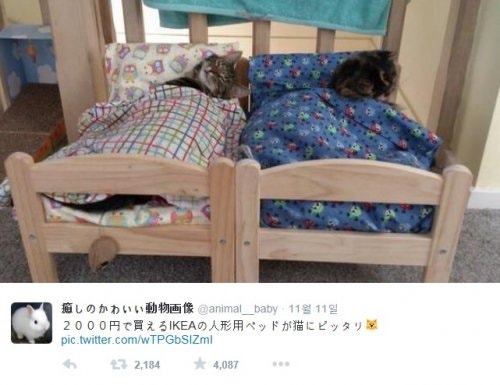 이케아 고양이 침대