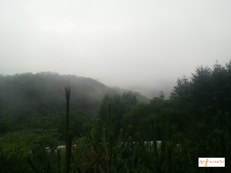 강원도 화천 산골 산수화민박집에 아직도 비가 내립니다.-산골이야기