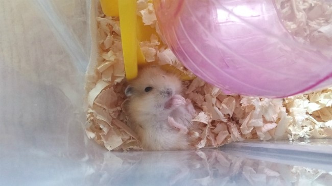  [푸딩햄스터] 아기햄스터, 볼주머니에서 먹이 꺼내먹는 희귀영상 입수!