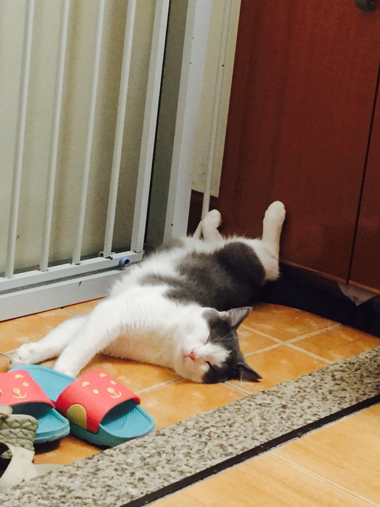  사람처럼 자는 고양이