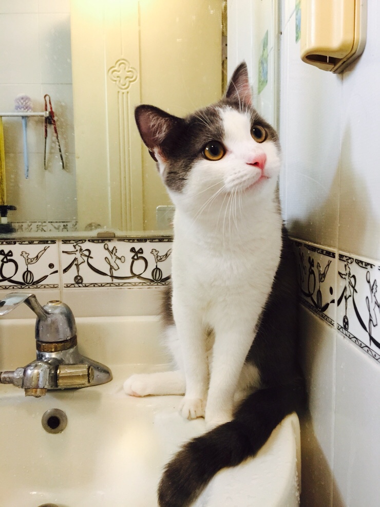  세면대 고양이