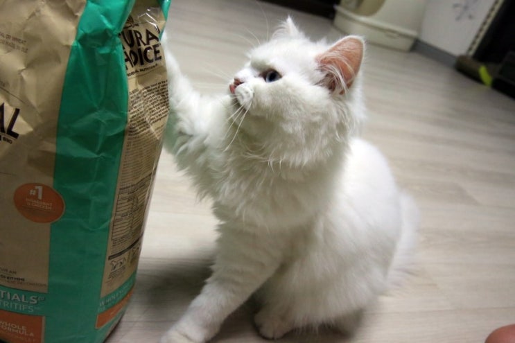  울집 막둥이 밥이 왔습니다. 