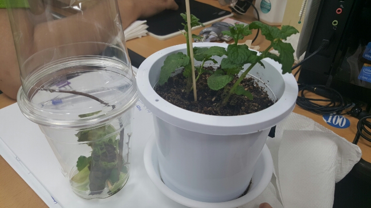  화분에서 발견된 애벌레