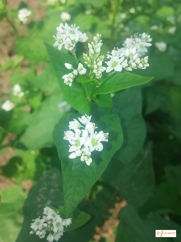 벌써 메밀꽃이 피었어요.- 산골이야기