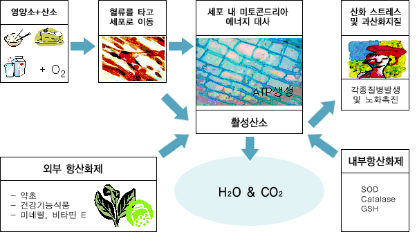노화를 앞당기는 활성산소를 없애는