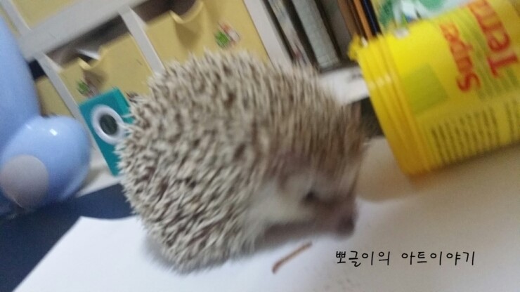 고슴도치 영양보충~생밀윔/처음으로 생밀웜 먹는날의 반응은~?