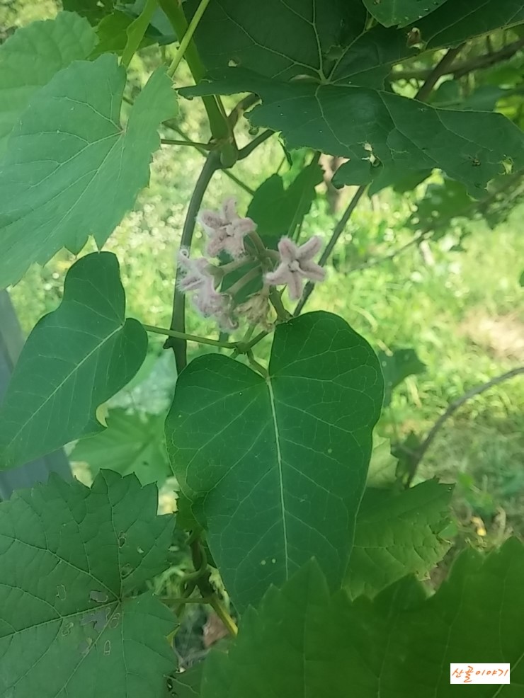 박주가리효능  열매 담금주 만들기- 산골이야기