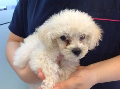 개 배를 간질이는 방법