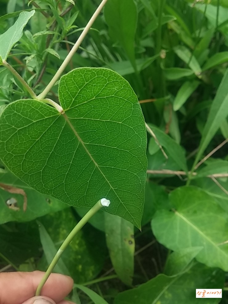 원기회복에 좋은 건조 박주가리 - 산골이야기
