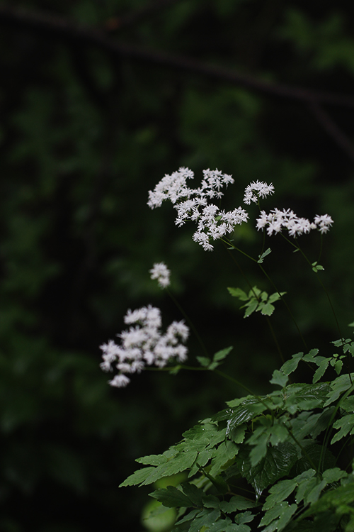  꿩의다리 6종 보기