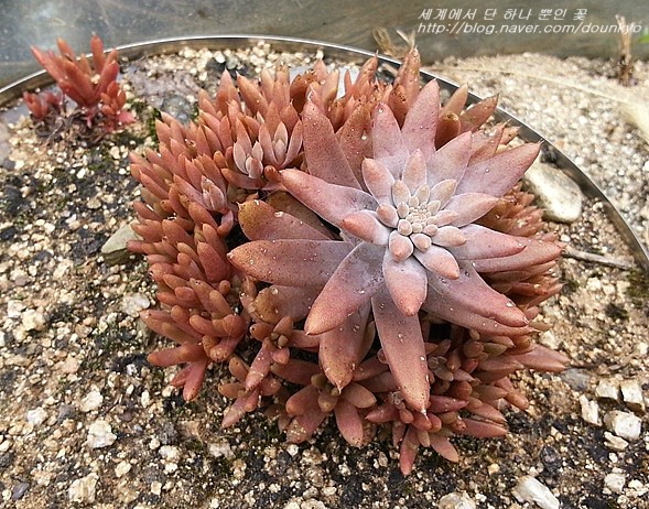  와송을 선물로 받았어요. (ワソンをプレゼントでいただきました。)
