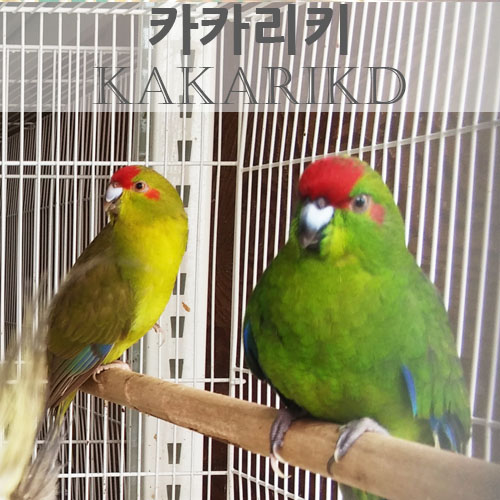 카카리키앵무새 분양
