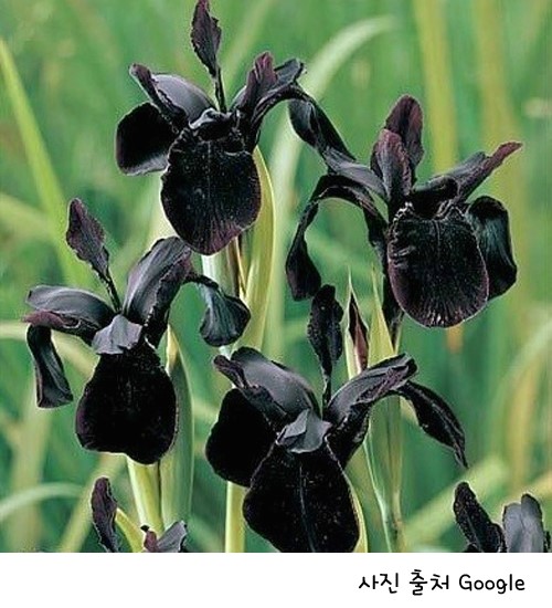 검은색꽃 생화 / 블랙 컬러 플라워에 대한 이야기입니다 : 네이버 블로그