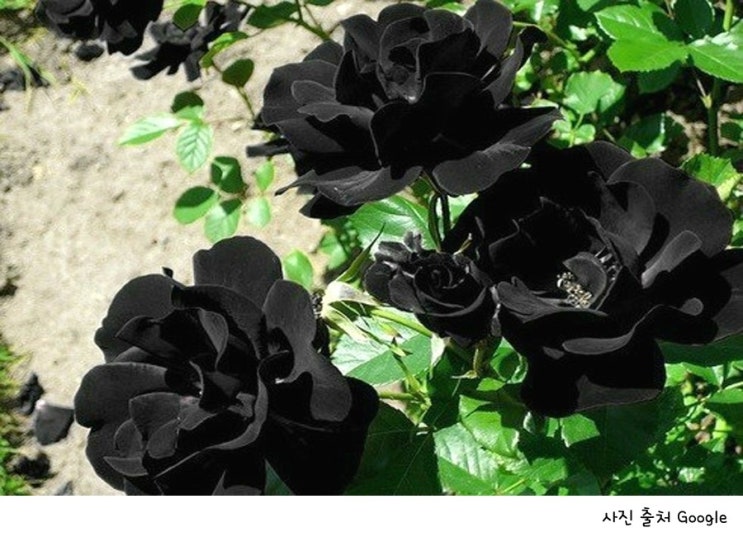 검은색꽃 생화 / 블랙 컬러 플라워에 대한 이야기입니다 : 네이버 블로그