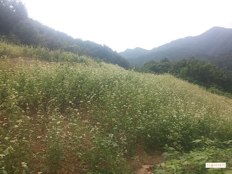 메밀꽃이 하얗게 피었어요.-산골이야기