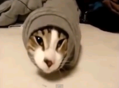 웃음보장!! 동물이 나오는 웃긴 동영상 모음