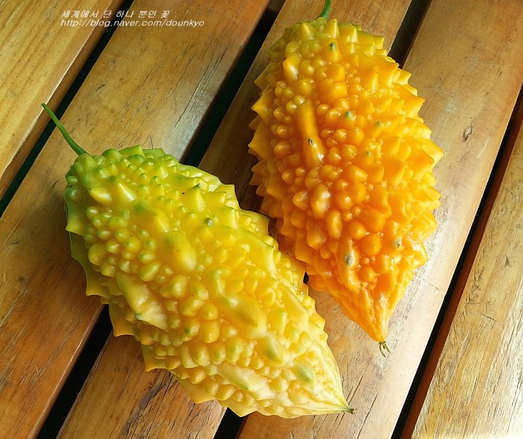  여주 열매가 익었어요! (ゴーヤの実が熟しました! )