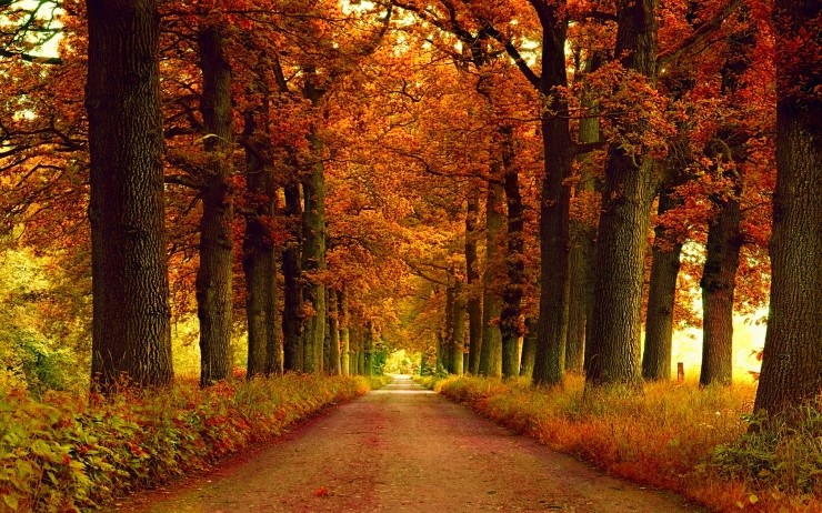 가을냄새 풍기는 가을 배경화면, 가을 바탕화면 모음 : 네이버 블로그