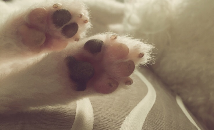  포메라이언/비숑프리제/귀여운강아지/강아지분양/이쁜강아지