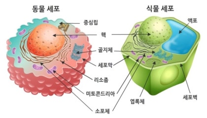 세포의 핵