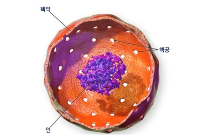핵 식물 세포 홍준의의 생활속 숨어있는 생명과학