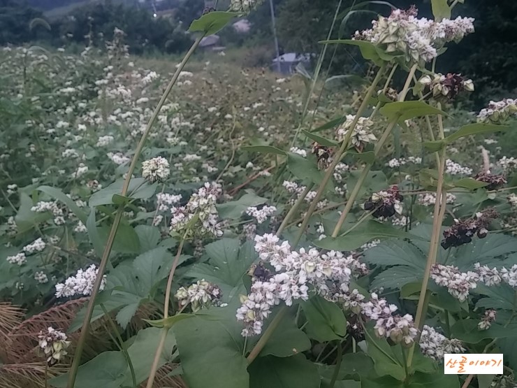 메밀꽃이 영글어갑니다 - 산골이야기