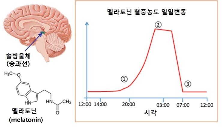 멜라토닌의 7가지 자연적이고 안전한 2
