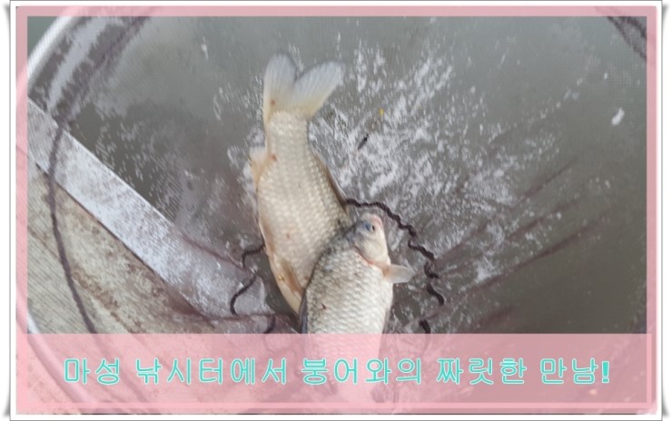  용인 마성낚시터 오랜만에 손맛터 출동!!