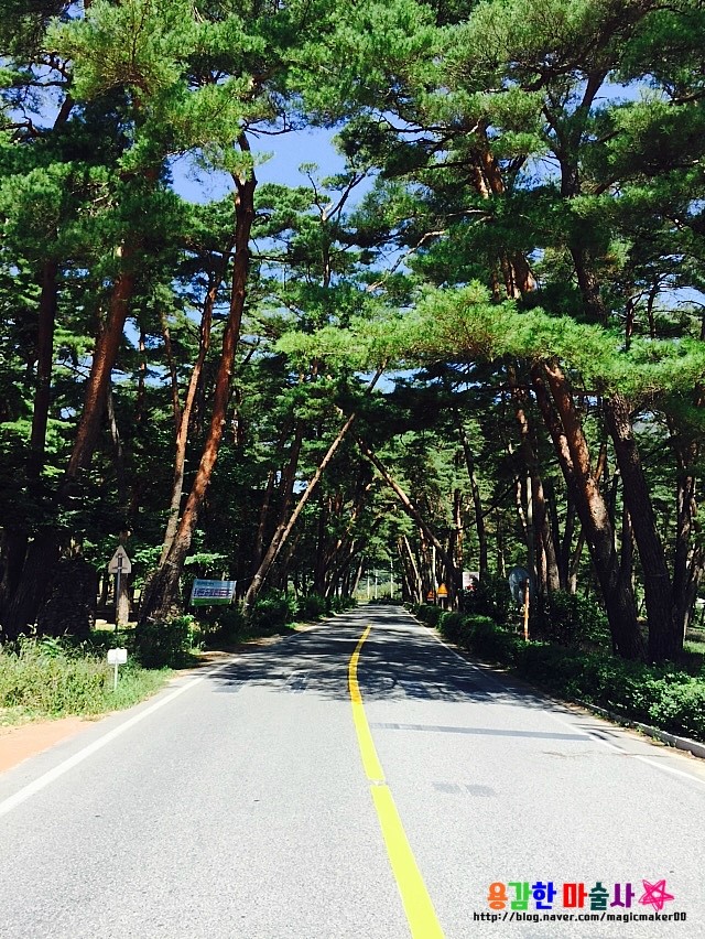 사진찍기명소 ~! 상주 화곡면 상오리에 위치한 맥문동명소