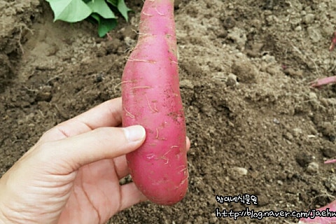 주찬이네농장 이미지
