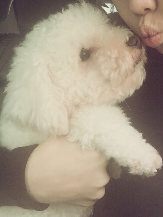  우리 귀여운강아지. 비숑프리제 삐숑이 시집갔어요::