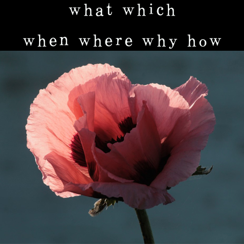 [영어문법정리]when, where, why, how, what, which 용법