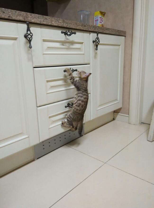아메리칸컬 고양이 육아일기