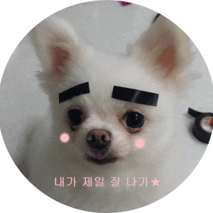  우리 귀여운강아지. 포메라이언 만복,비숑프리제 삐숑 귀닦고 이닦고-