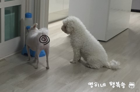  우리 귀여운강아지. 포메라이언 만복,비숑프리제 삐숑 위 아래~위 아래