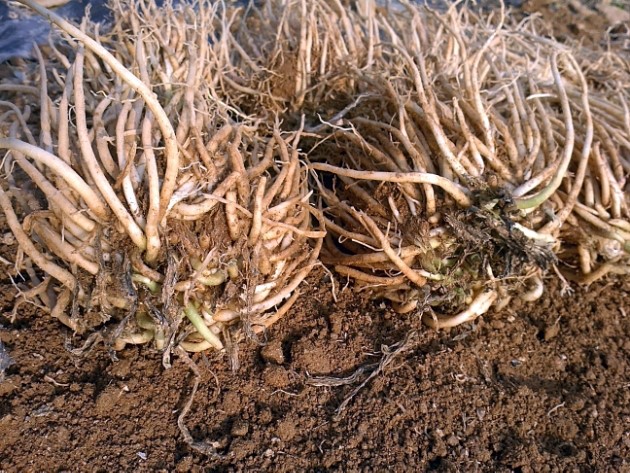 삼베뿌리 그리고 모종 재배방법 4